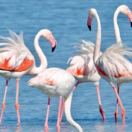 Il Fenicottero B&B Quartu SantʼElena Εξωτερικό φωτογραφία
