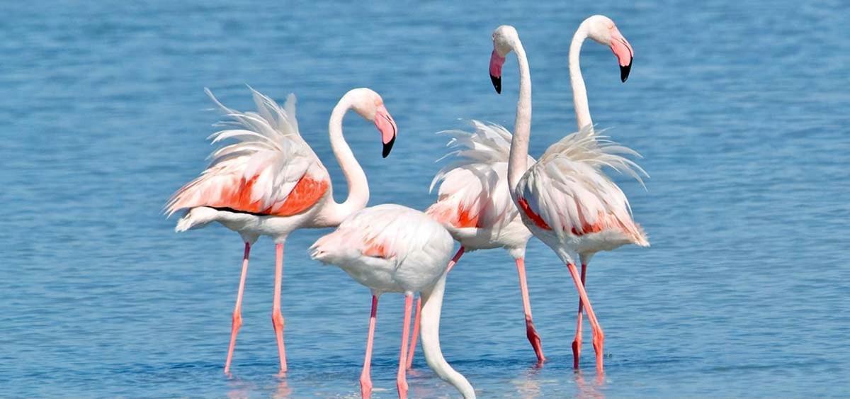 Il Fenicottero B&B Quartu SantʼElena Εξωτερικό φωτογραφία